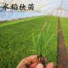 缩略图 1