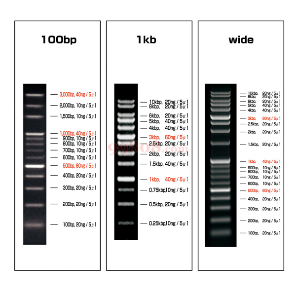 其它/others dna分子大小梯度标记条,2-9883-01 dna分子大小梯度标记