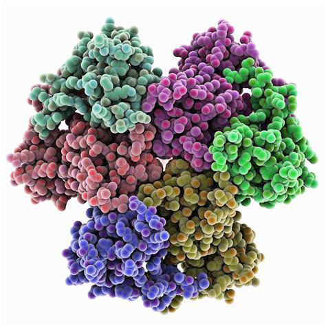 rhawn/罗恩 辅酶a水合物(游离酸) 85%,coenzyme a hydrate (free acid